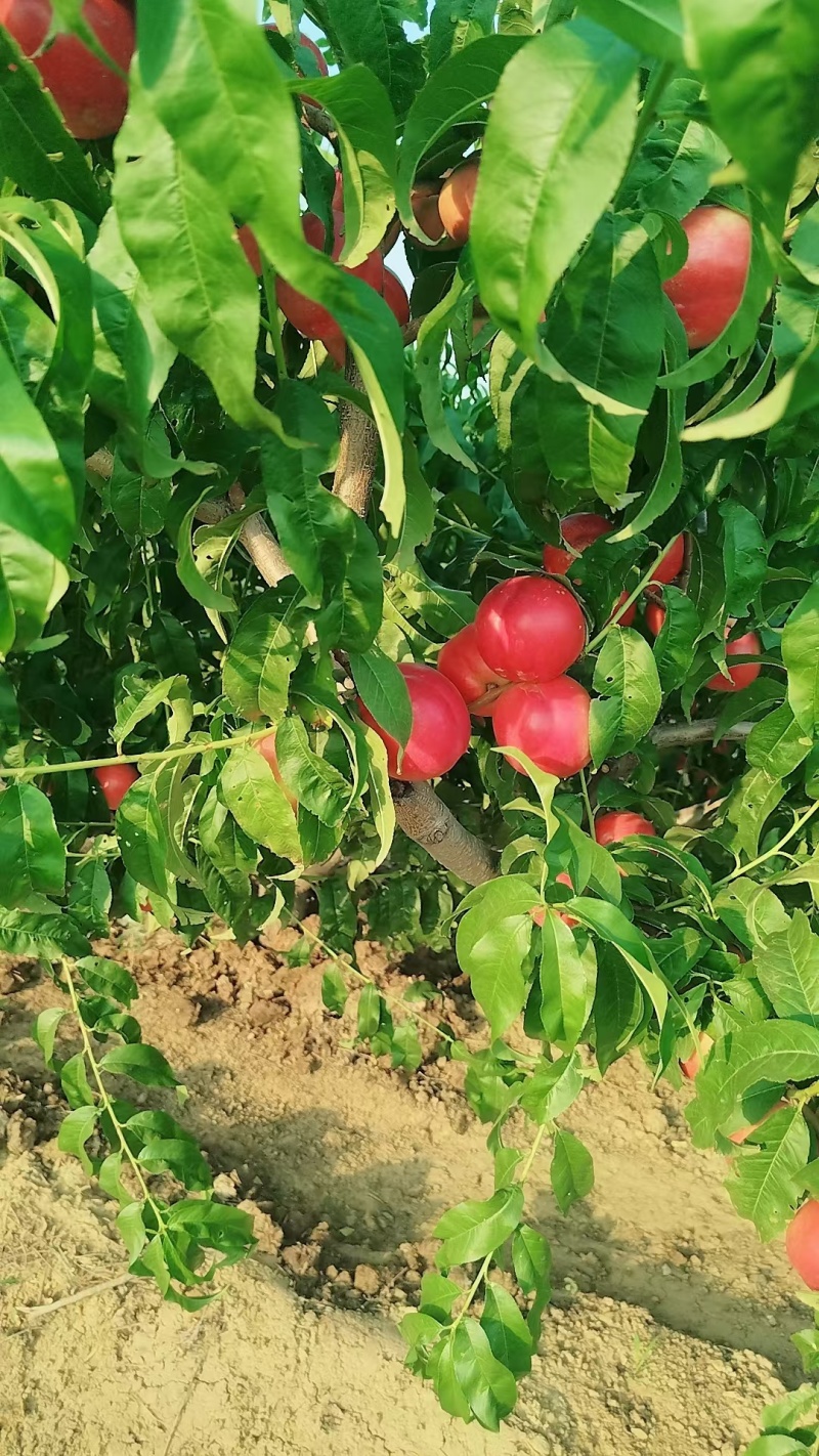 油桃白心
