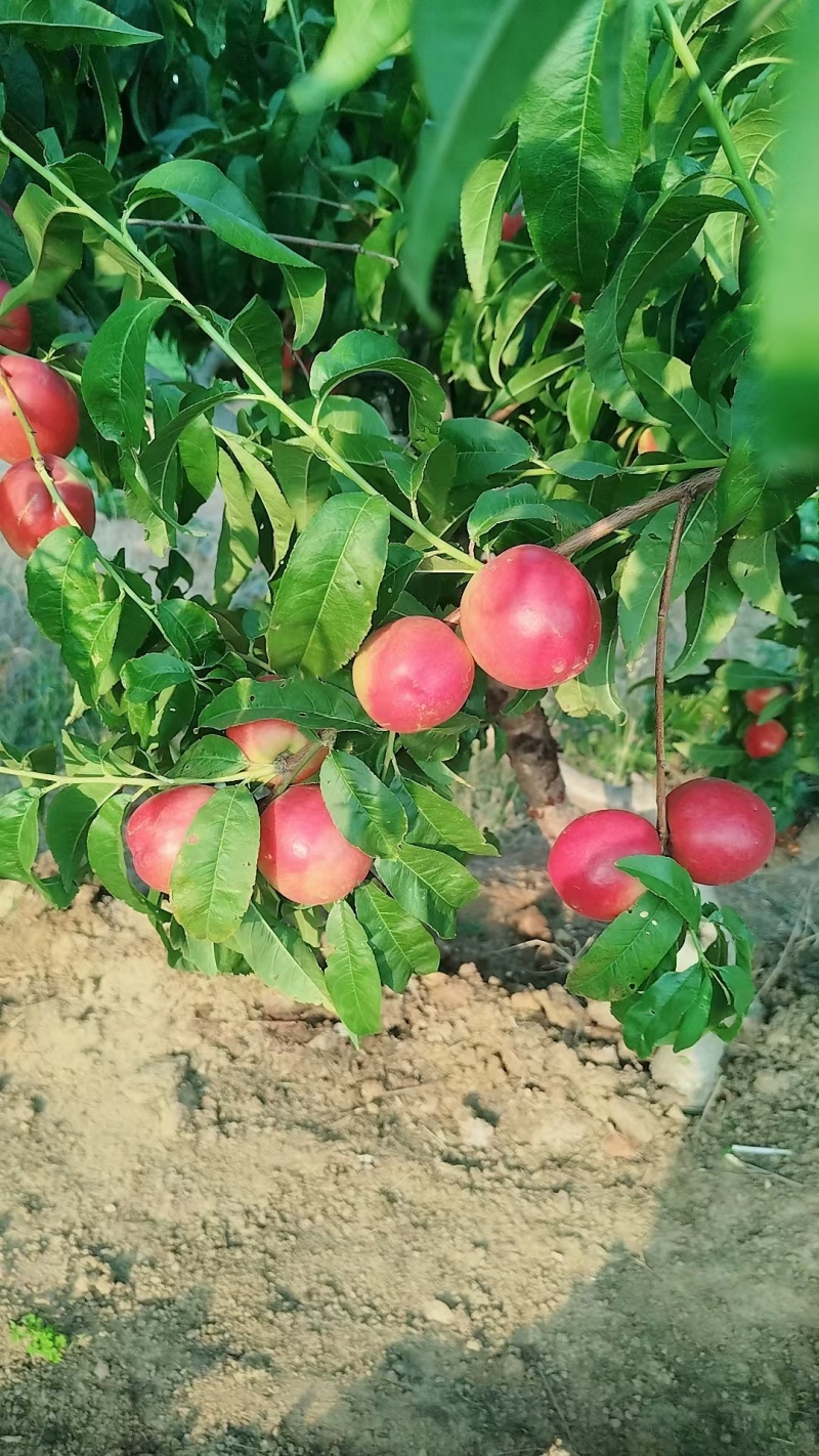 油桃白心