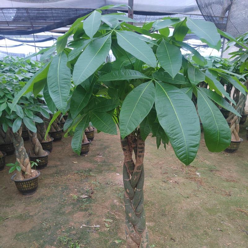 5号盆发财树