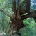 土蜂蜜