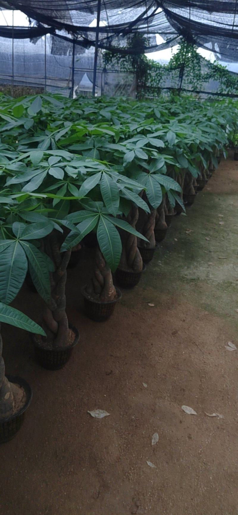 5号盆发财树
