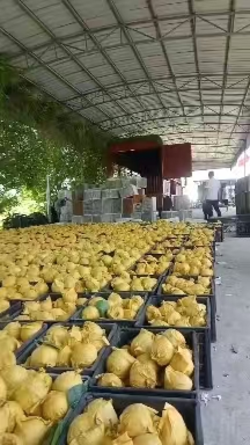 酥脆一号梨，翠玉，翠冠梨，皇冠梨，直供产地，保质保量
