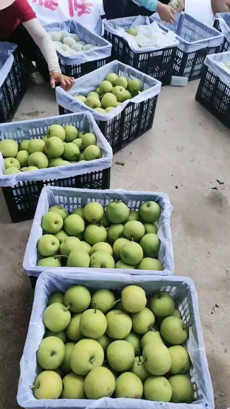 酥脆一号梨，翠玉，翠冠梨，皇冠梨，直供产地，保质保量