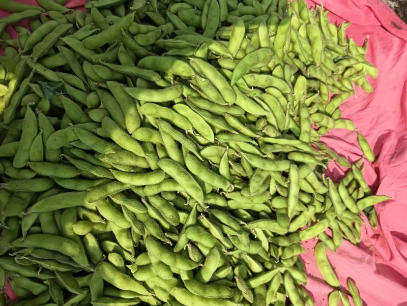 毛豆安徽精品毛豆产地直发品质保障对接全国市场等