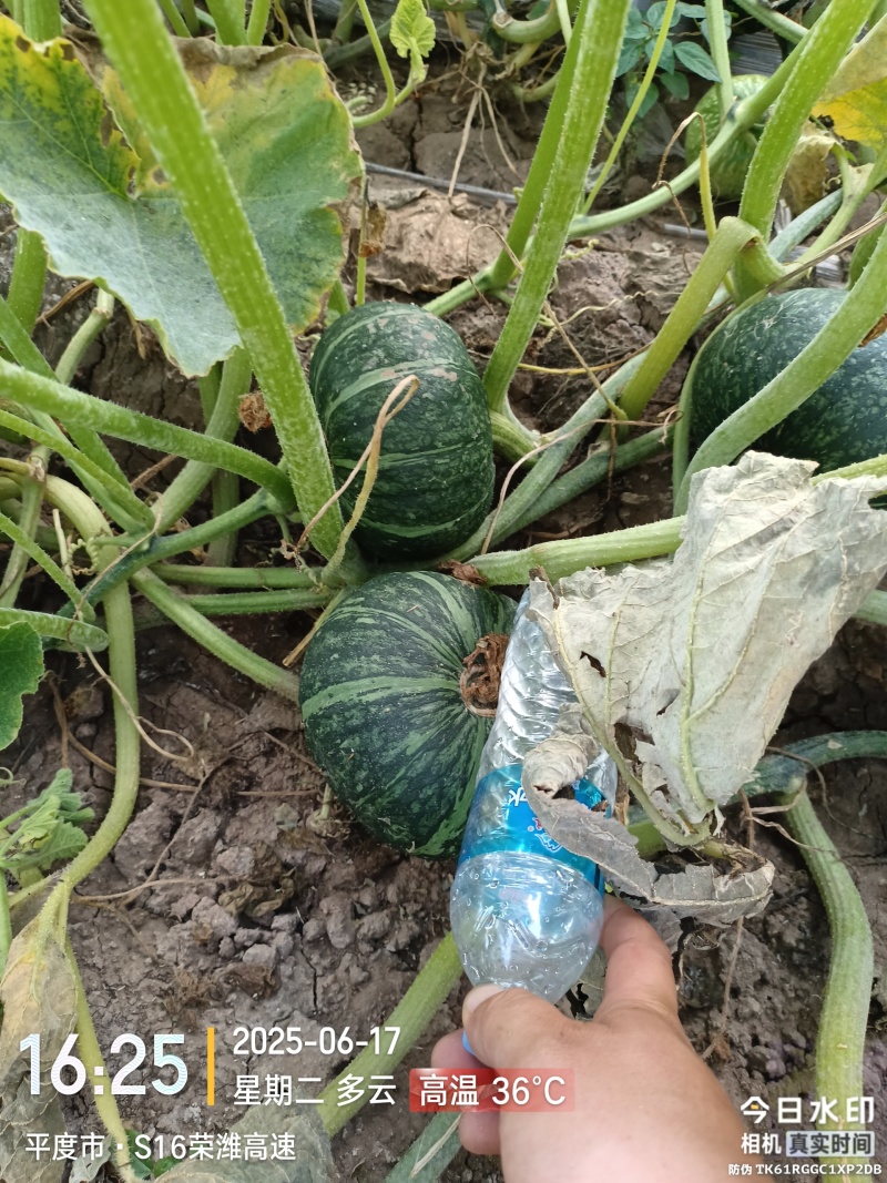 又甜又面的板栗南瓜大量上市中，欢迎前来采购！