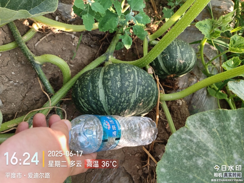 又甜又面的板栗南瓜大量上市中，欢迎前来采购！