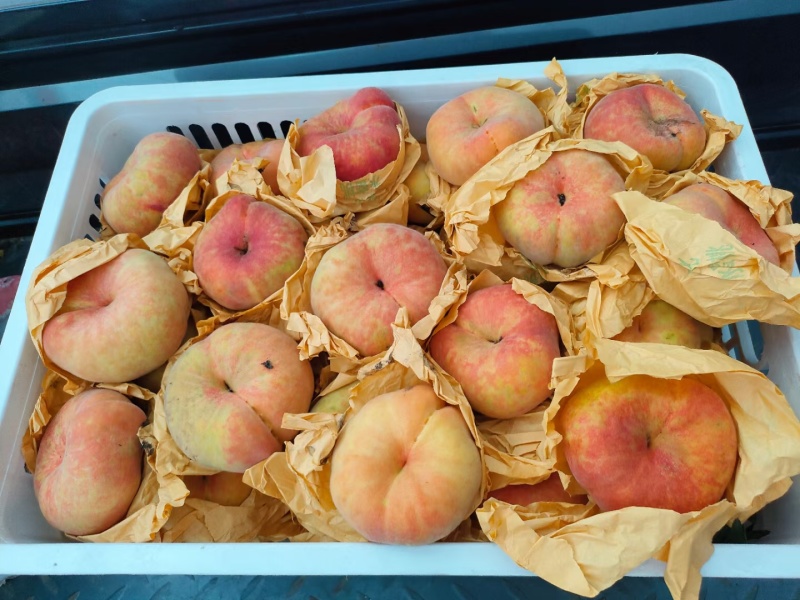 早蟠桃黄蟠桃脆甜硬度好