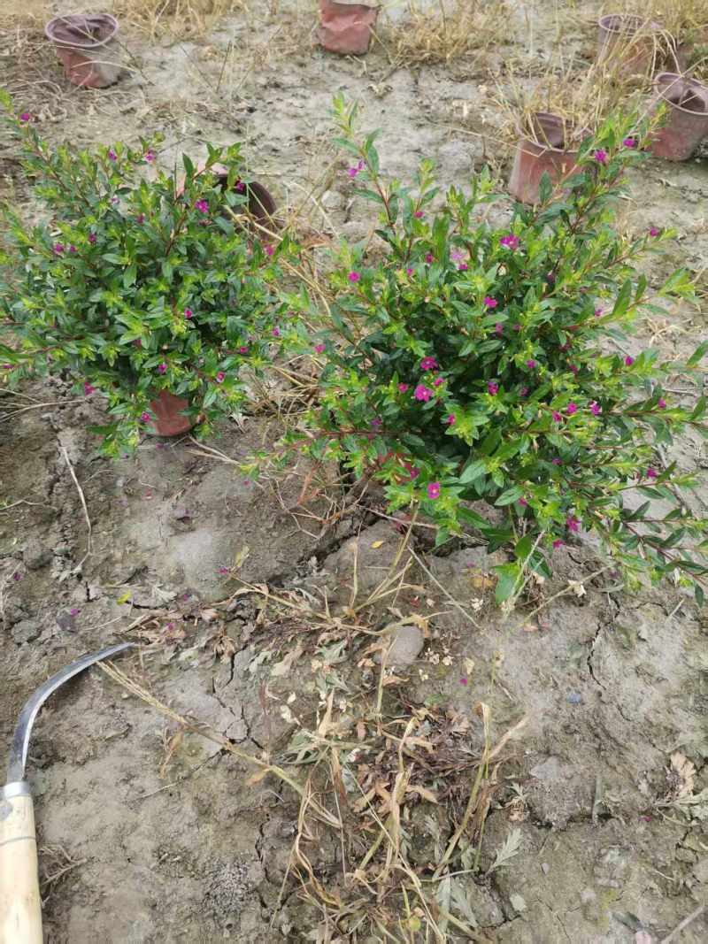 满天星萼距花容器苗，高度20-30厘米，各种规格。
