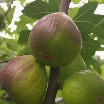 昆明无花果基地直发当天到货