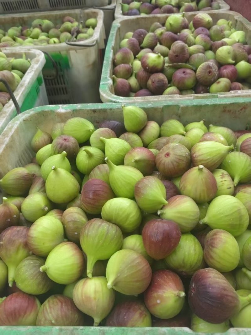 昆明无花果基地直发当天到货