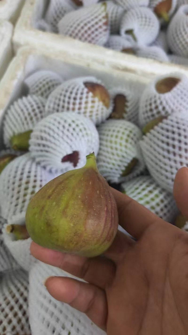 昆明无花果基地直发当天到货