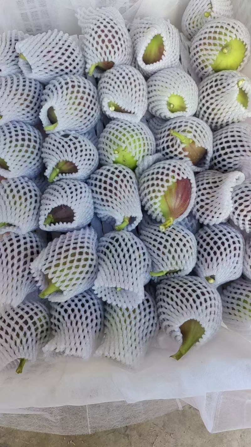 昆明无花果基地直发当天到货