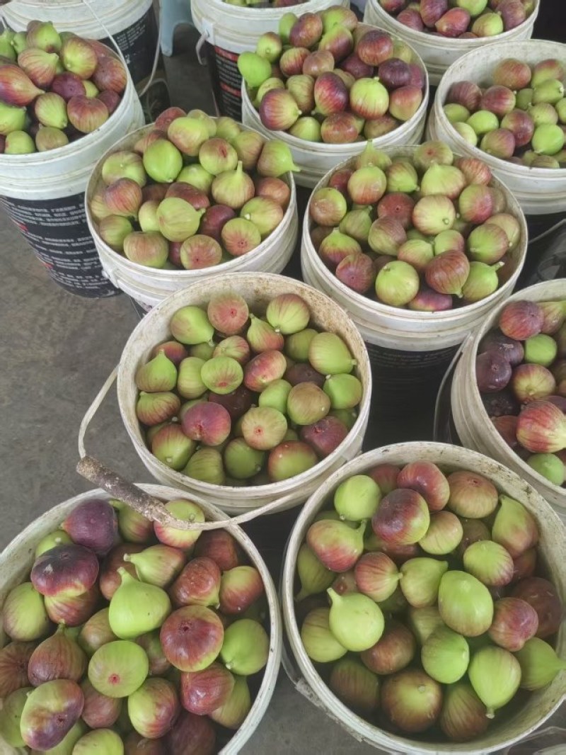 昆明无花果基地直发当天到货