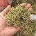 秦岭野生金银花