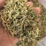 秦岭野生金银花