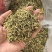 秦岭野生金银花
