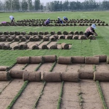 精品百慕大，精品马尼拉草坪，驻马店草坪基地一手货源