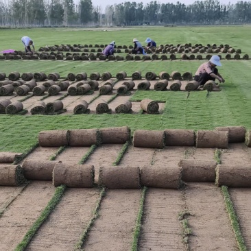 精品百慕大，精品马尼拉草坪，驻马店草坪基地一手货源