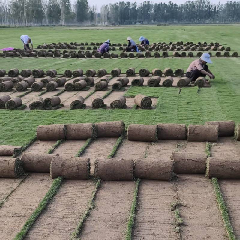 精品百慕大，精品马尼拉草坪，驻马店草坪基地一手货源