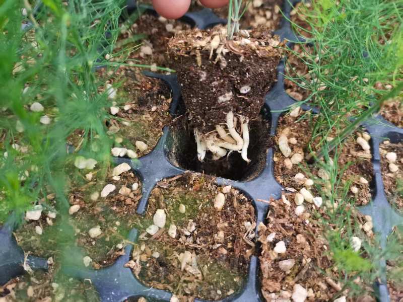 芦笋苗穴盘苗现挖现售适宜四季栽培
