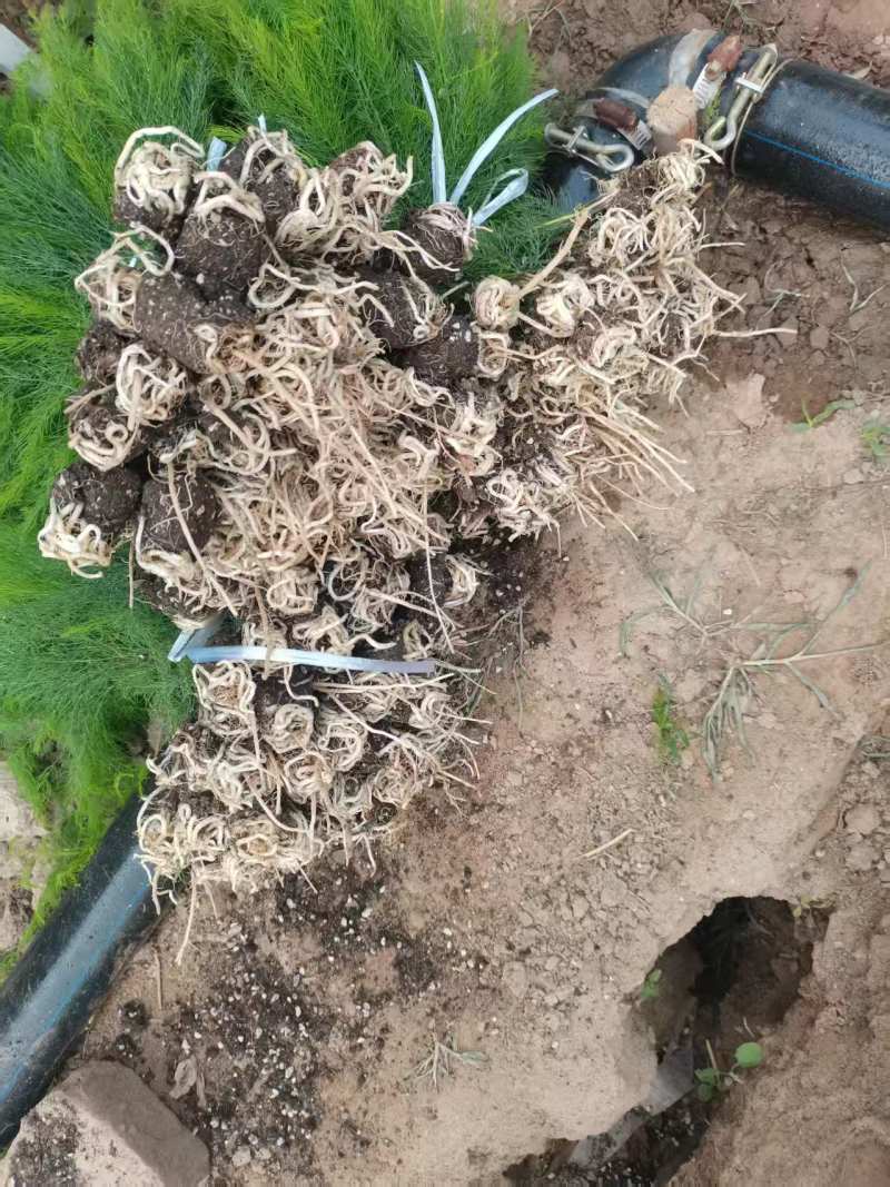 芦笋苗穴盘苗现挖现售适宜四季栽培