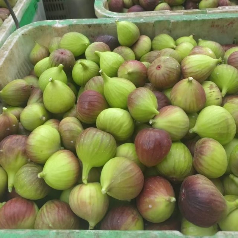 昆明基地直发常年有货品质保证欢迎对接洽谈！