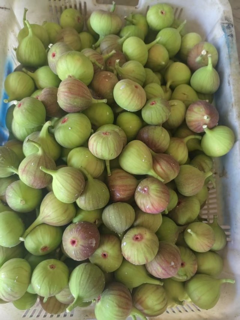 昆明基地直发常年有货品质保证欢迎对接洽谈！