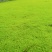 苔藓（拥有星星藓，小灰藓，大灰藓，大羽藓）基地直发