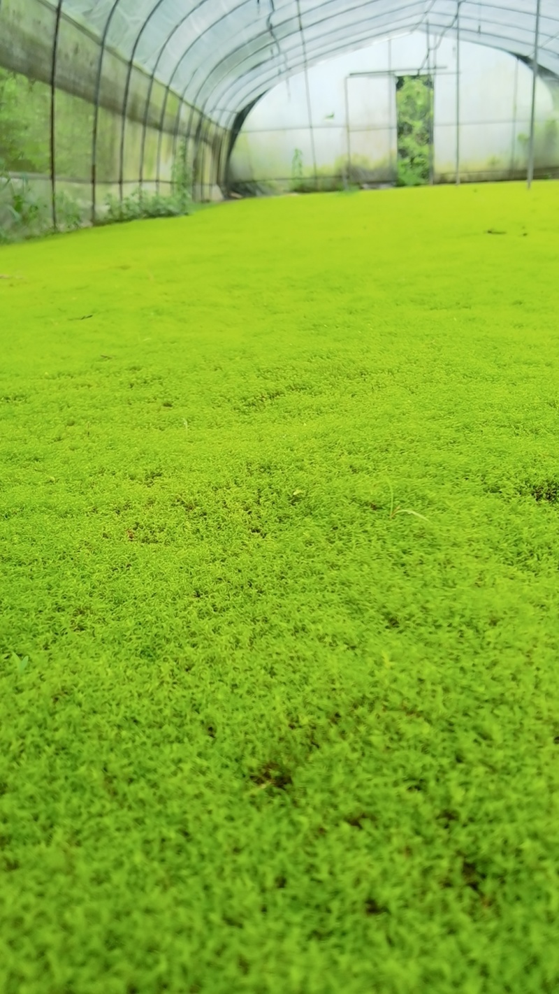 苔藓（拥有星星藓，小灰藓，大灰藓，大羽藓）基地直发