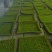 苔藓（拥有星星藓，小灰藓，大灰藓，大羽藓）基地直发