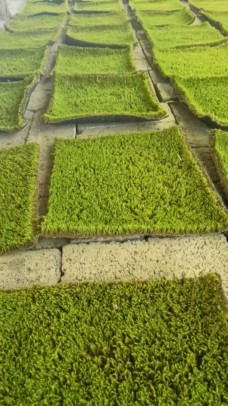 苔藓（拥有星星藓，小灰藓，大灰藓，大羽藓）基地直发