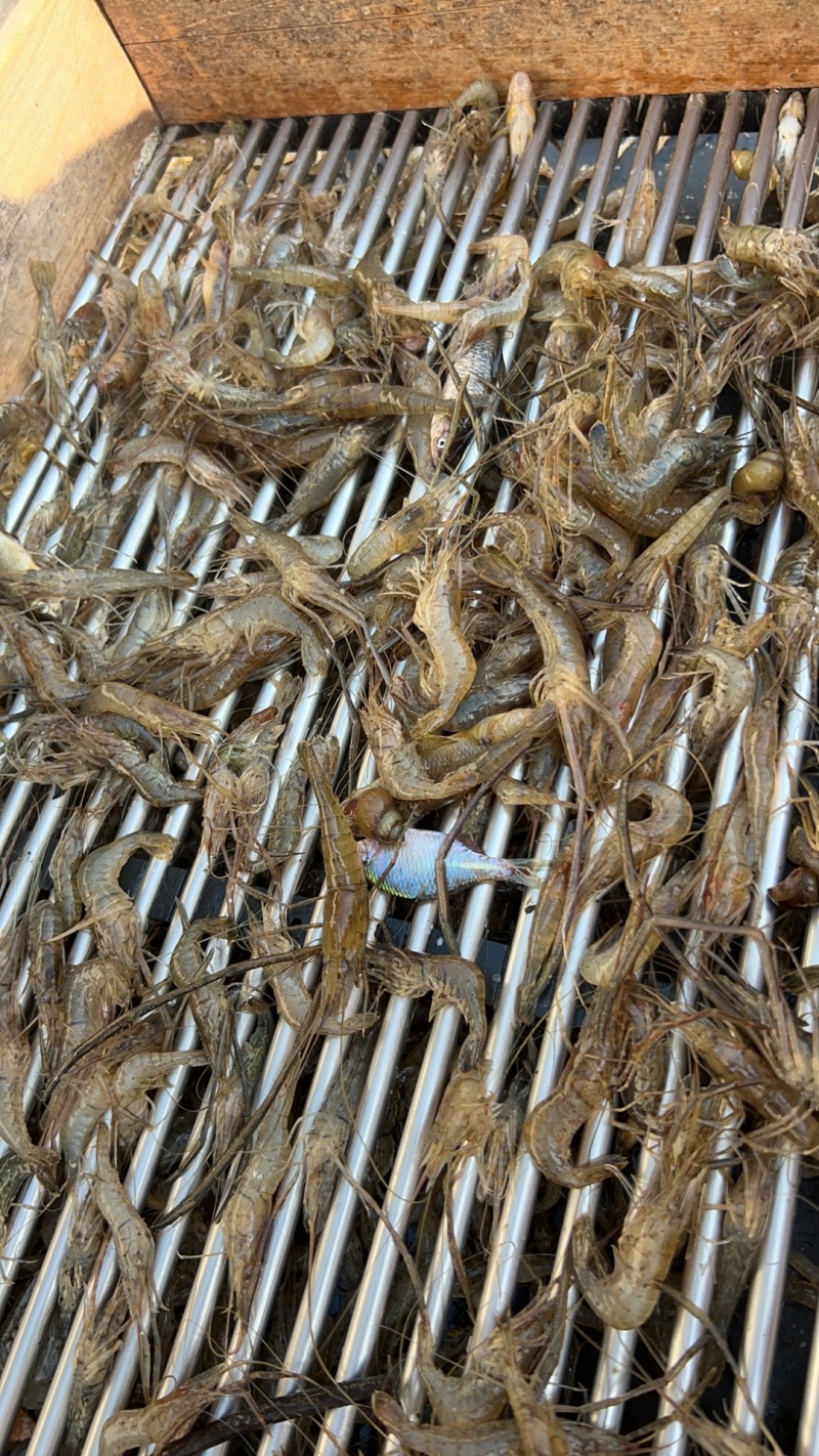 速冻河虾水库淡水虾价格实惠欢迎联系品质好联系下
