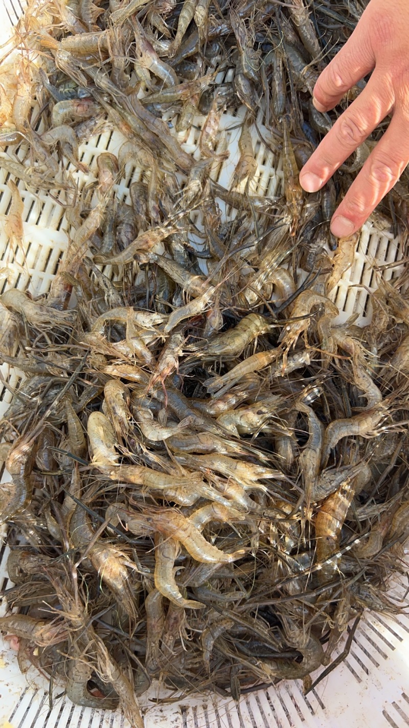 速冻河虾水库淡水虾价格实惠欢迎联系品质好联系下