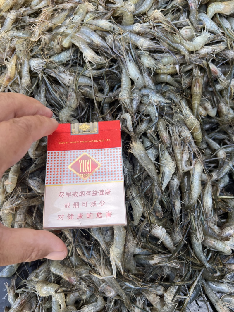 速冻河虾水库淡水虾价格实惠欢迎联系品质好联系下