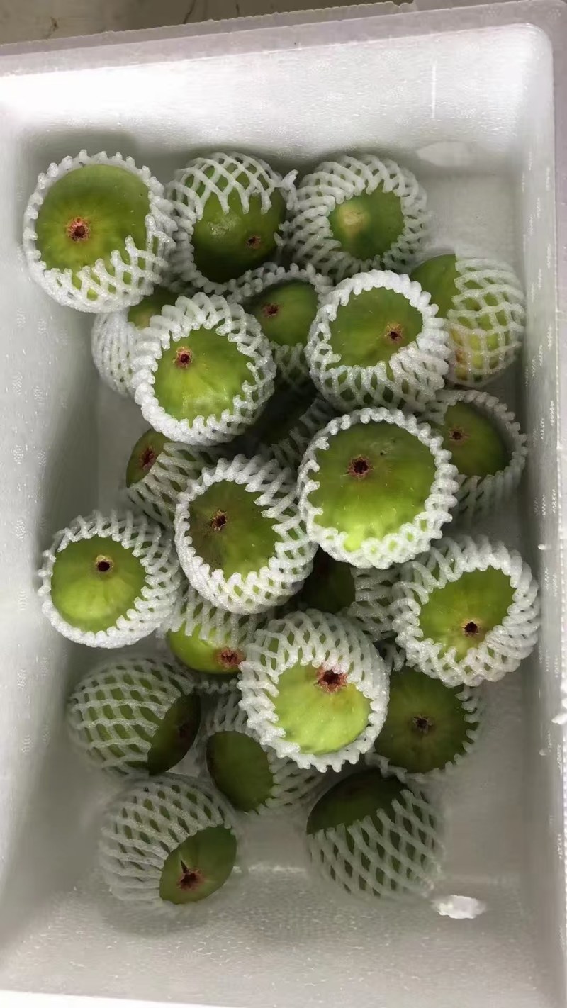 威海青皮无花果基地直发