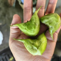 江苏泰州嫩菱角现摘现发脆嫩香甜可发全国欢迎联系