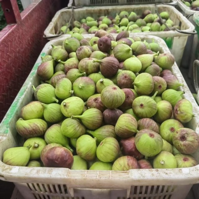 云南昆明基地直发品质保证常年有货