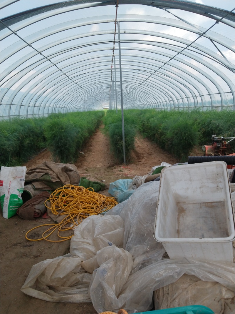 芦笋苗穴盘苗现挖现售适宜四季栽培