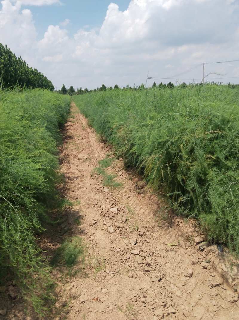 芦笋苗穴盘苗现挖现售适宜四季栽培