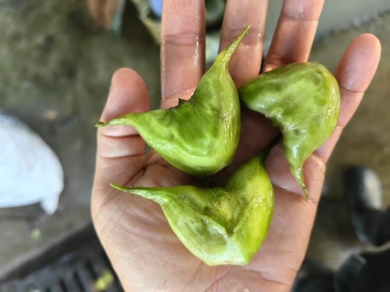 江苏泰州嫩菱角现摘现发脆嫩香甜可发全国欢迎联系