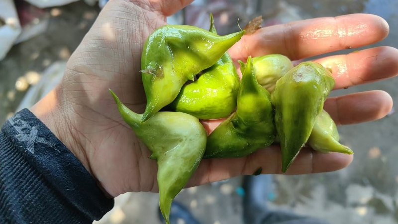 江苏泰州嫩菱角现摘现发脆嫩香甜可发全国欢迎联系