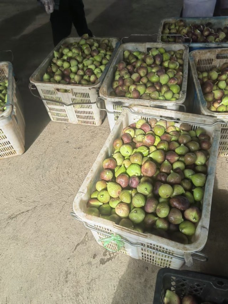云南昆明基地直发品质保证常年有货