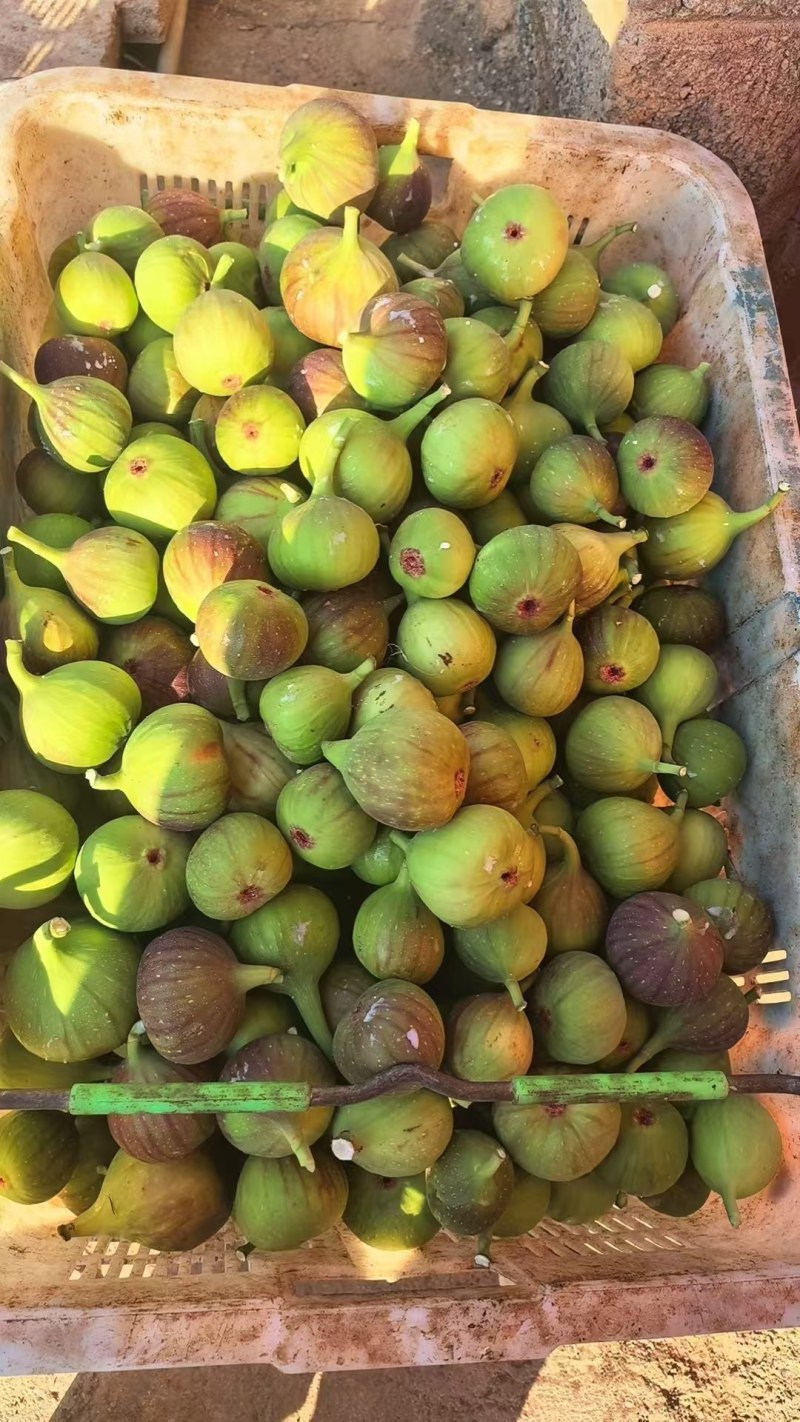 云南昆明基地直发品质保证常年有货