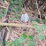 《竹荪》四川长裙竹荪基地直发对接商超一手货源量大从优