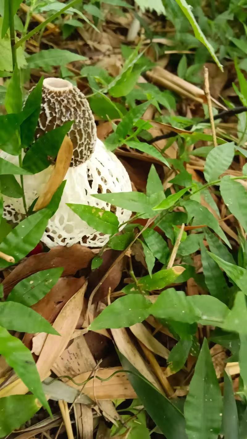 《竹荪》四川长裙竹荪基地直发对接商超一手货源量大从优