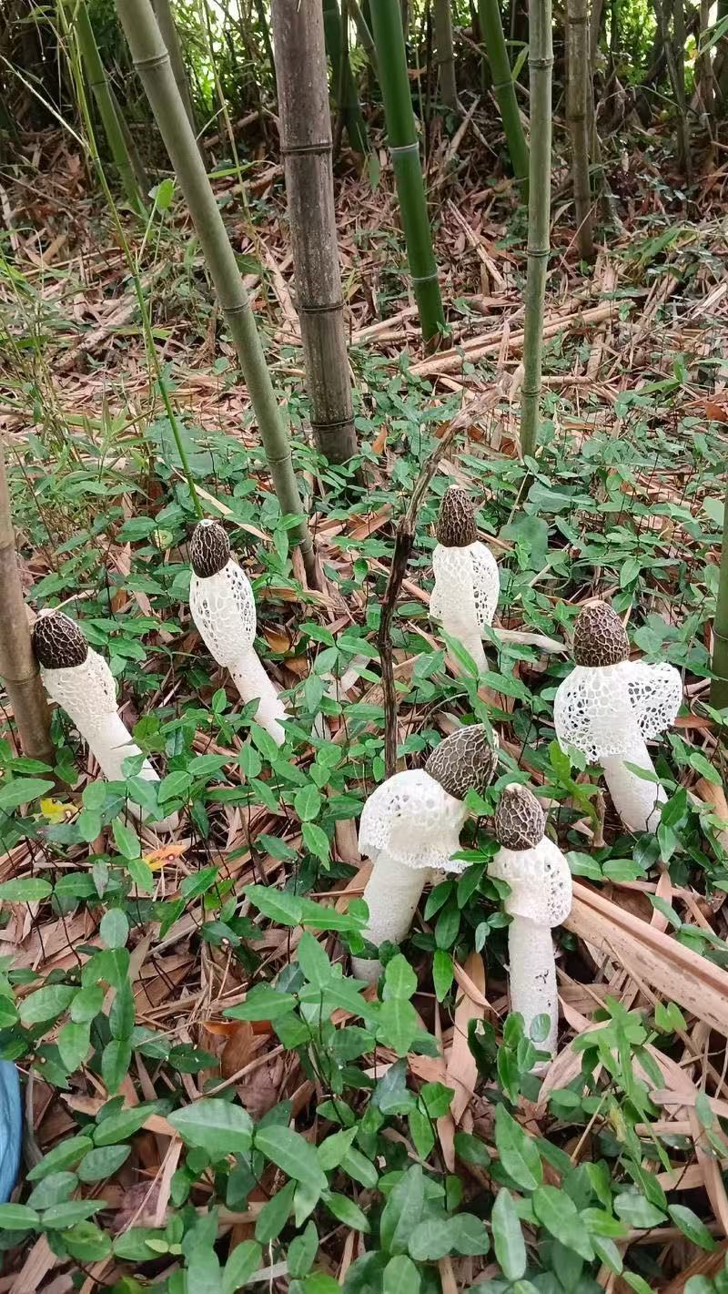 《竹荪》四川长裙竹荪基地直发对接商超一手货源量大从优