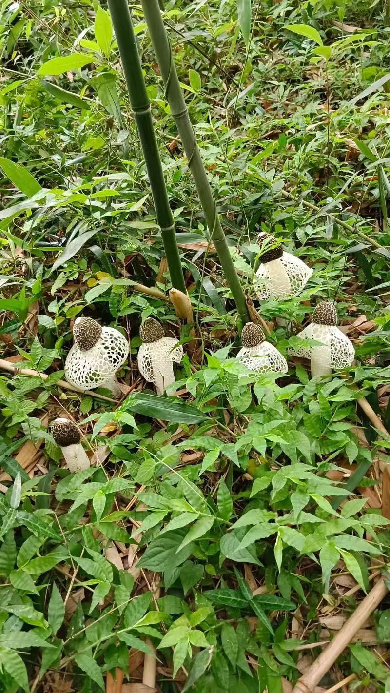 《竹荪》四川长裙竹荪基地直发对接商超一手货源量大从优