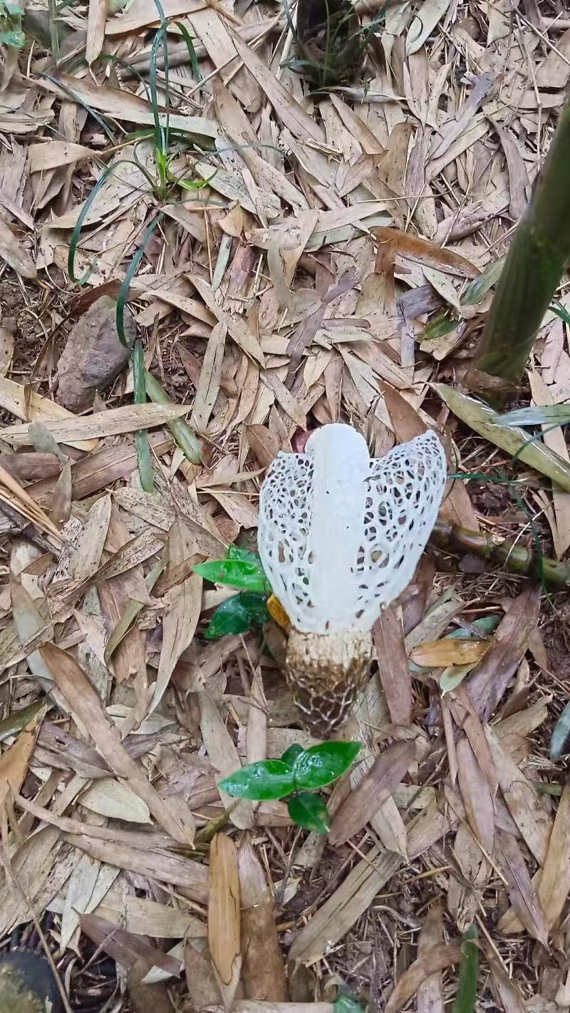 《竹荪》四川长裙竹荪基地直发对接商超一手货源量大从优