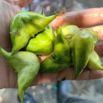 江苏泰州菱角现摘现发老菱角，嫩菱角，菱角米，自产自销