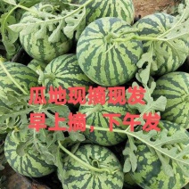 美都露天头茬西瓜，麒麟西瓜，整车批发，山瓜产地直发